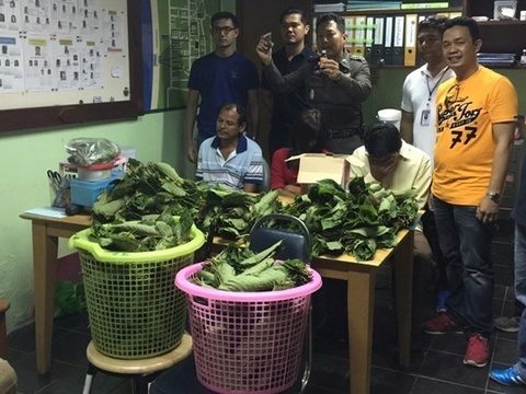 Six arrested in Phuket with kratom leaves