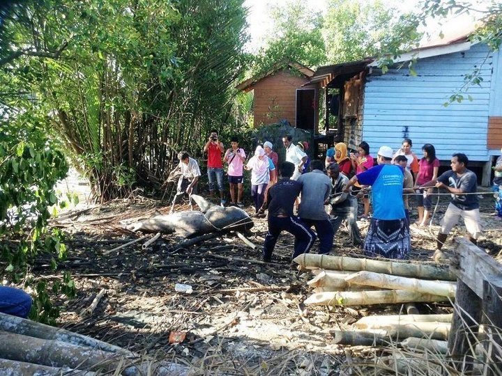 Трехметровую акулу обнаружили в Краби