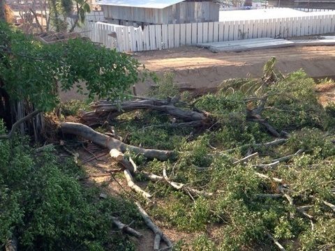 Phuket conservationists upset by chopping of 100-year-old tree