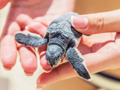 Turtle release 2015 пройдет на Пхукете 17 марта