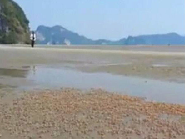 Millions of red claw crabs spotted off Krabi beach should be protected