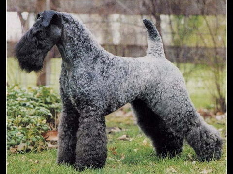 Your Breed: THE KERRY BLUE TERRIER