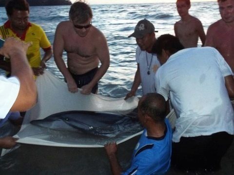 Dolphin washed up at Phuket beach dies on way to Marine Biology Centre