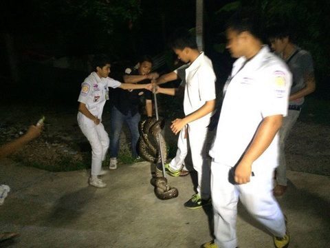 Six-meter boa bagged after blocking road passage near popular Phuket school