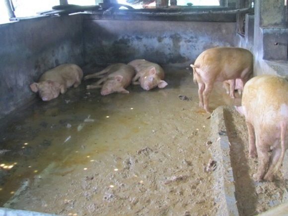 Pig farmer bows to pressure by Krabi Muslims