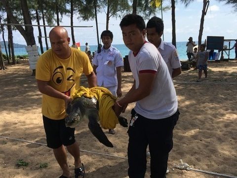 Phuket lifeguards save Olive Ridley from fishing net