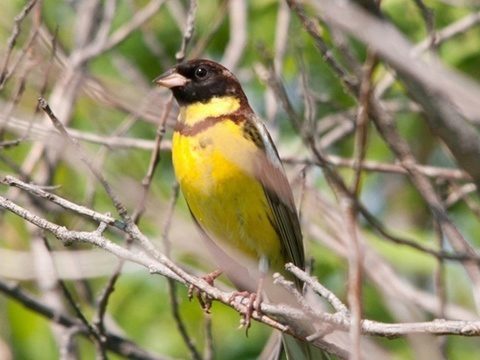 Chinese diners eat bird to near extinction